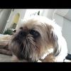 brisbuddy