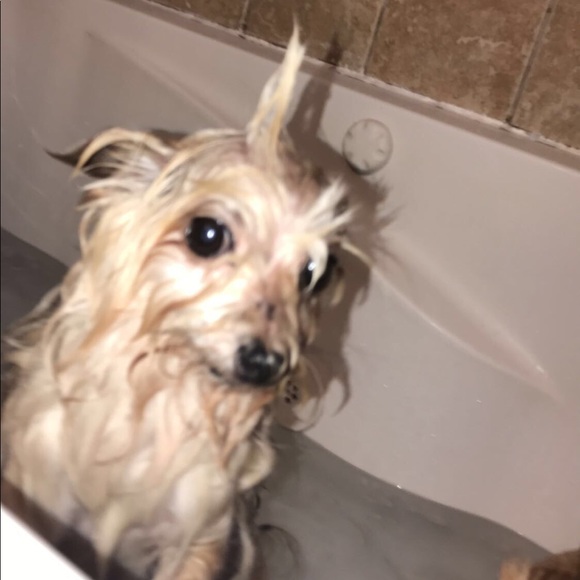 pooplooptoop