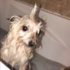 pooplooptoop