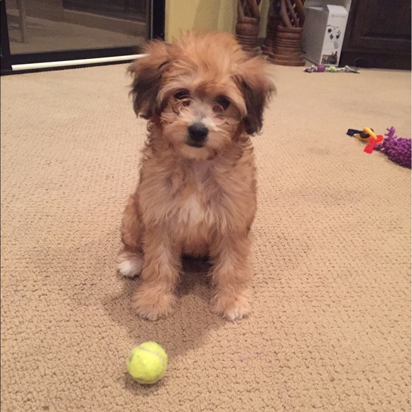 maysonwoolf