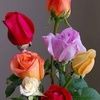 monse2502