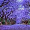 jacaranda3