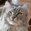 tiny_kat