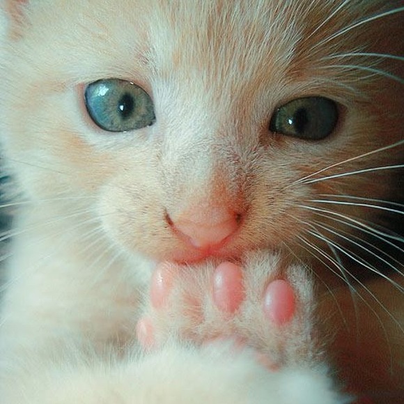 mithmeoi