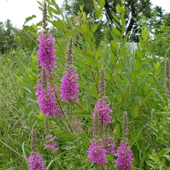 garanch0535