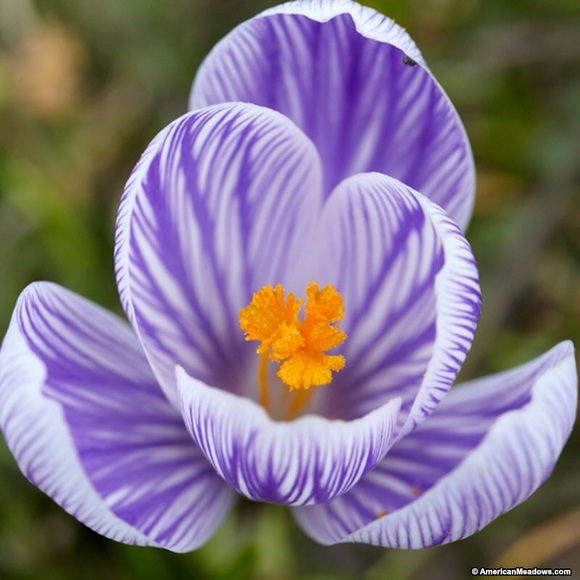 crocuspocus