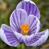 crocuspocus