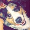 shae_nm