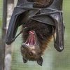 battybats