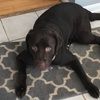 totidog