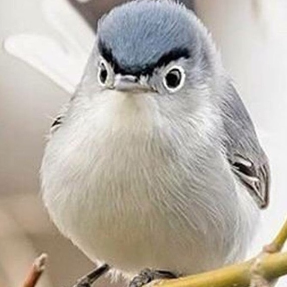 hellebr