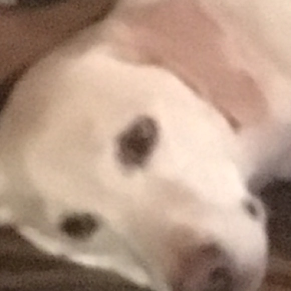 yungcashdog