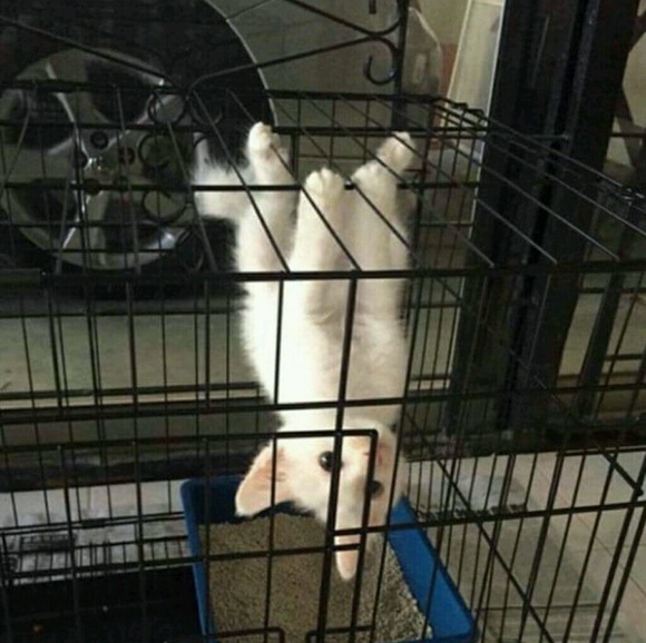 puppypawws
