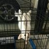 puppypawws