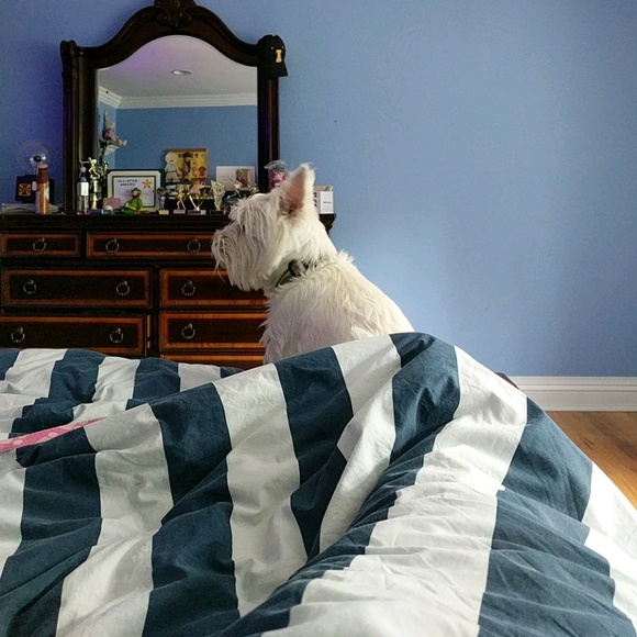 wallycat1