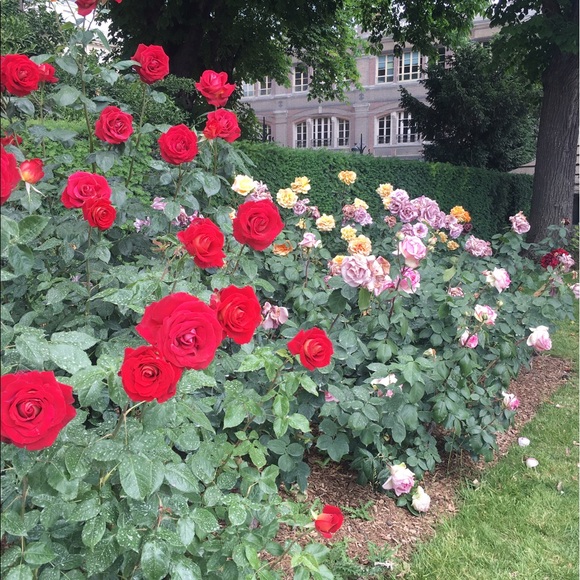 rosestolitca