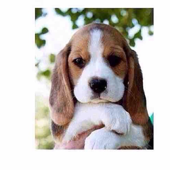 animal_lover1