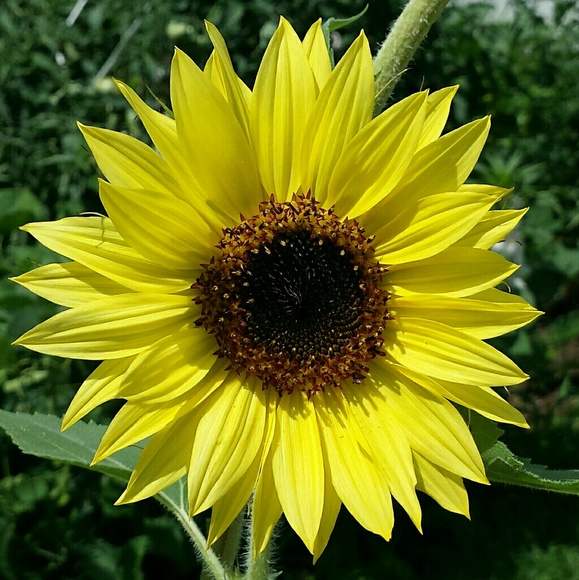 dalica7315