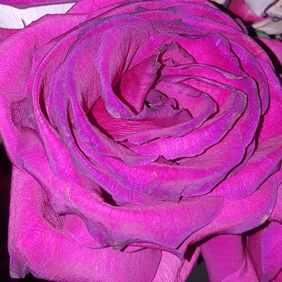 rameenl