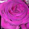 rameenl