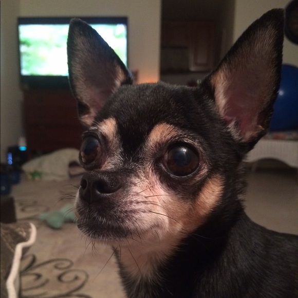 daisydukie