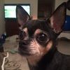 daisydukie