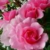 lynette122
