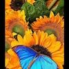 suzie_q1