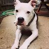 fruitypibbles
