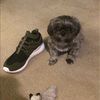 sean_dooling