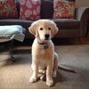 henrybell