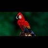 sam_badwan