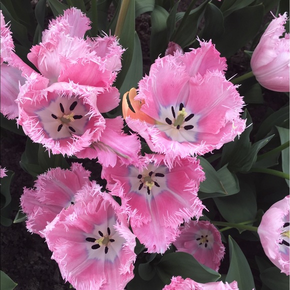 pinktulips65