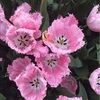 pinktulips65