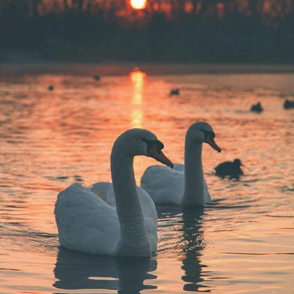 duckblue610