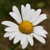 daisycrazy77