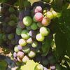 wineful