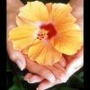 jasmine_rose_04
