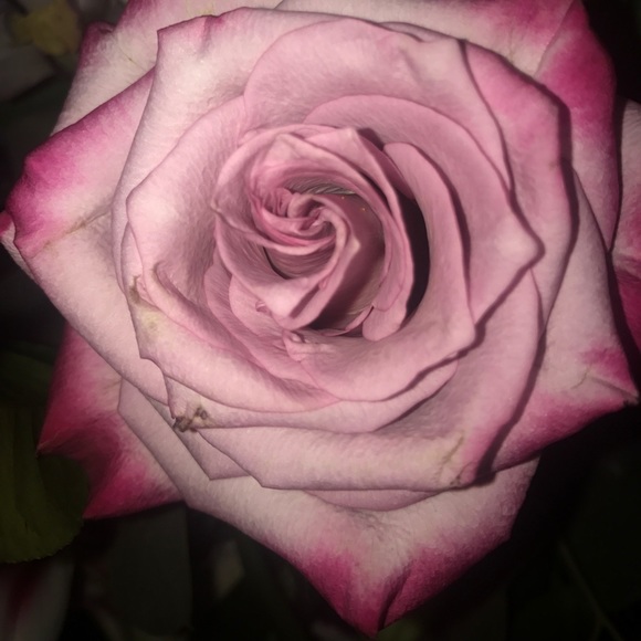 annaw_23