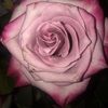 annaw_23