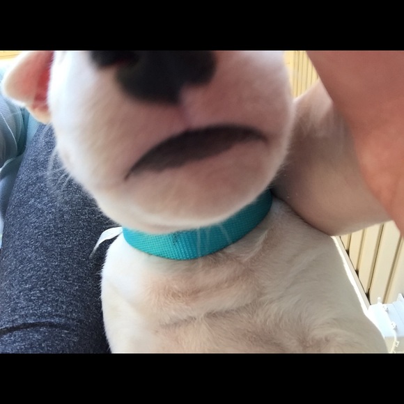 boldygo