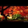 ambersolace