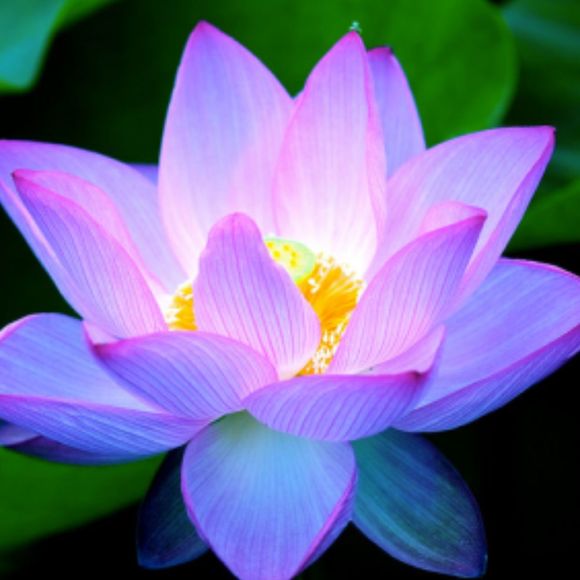 bluelotus7