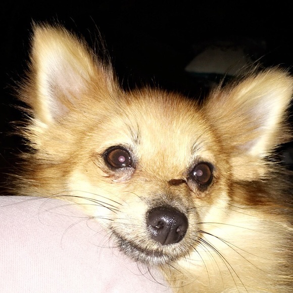 puppymyweakness