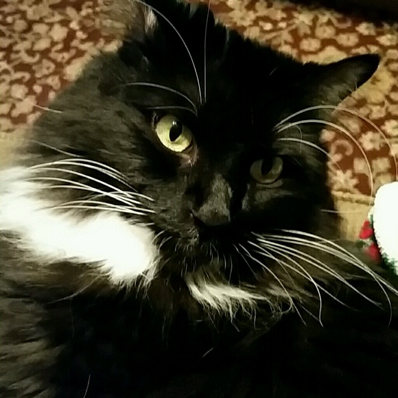 hippiecat53