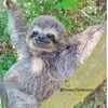 sloth_sloth