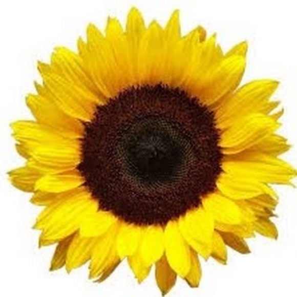 sunflowerdee