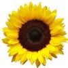 sunflowerdee