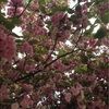 sarah_labuhn