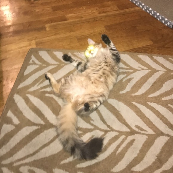 mollyglandt